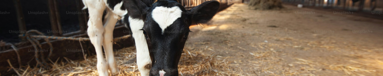 Animales de Granjas