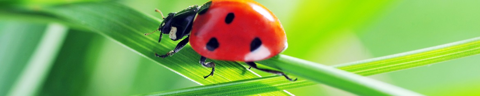 Insectos