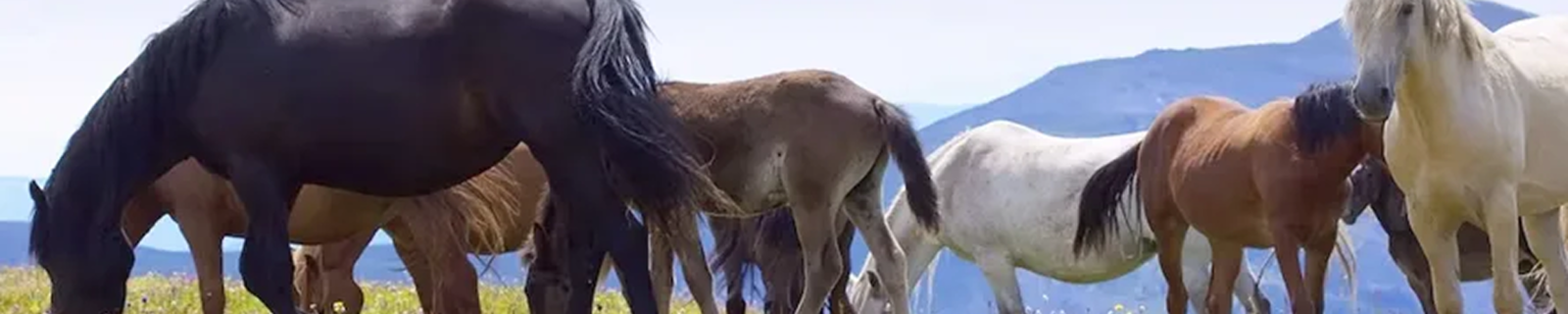 Caballos