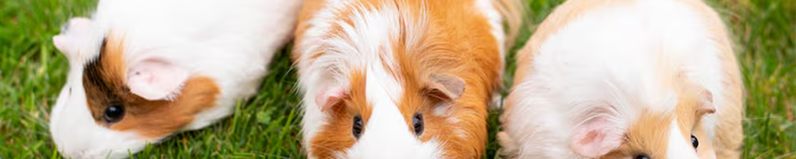 Animales Pequeños