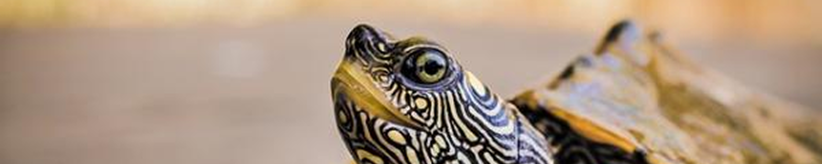 Reptiles y Anfibios