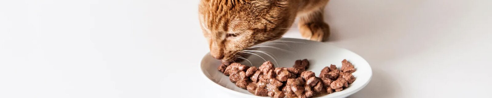 Comida
