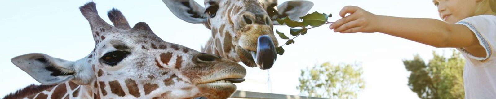 Zoológico
