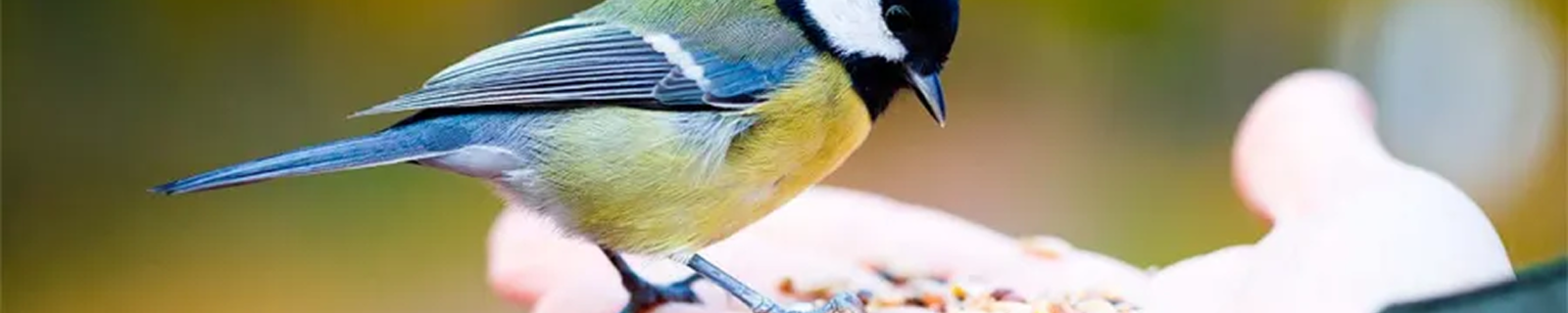 Aves