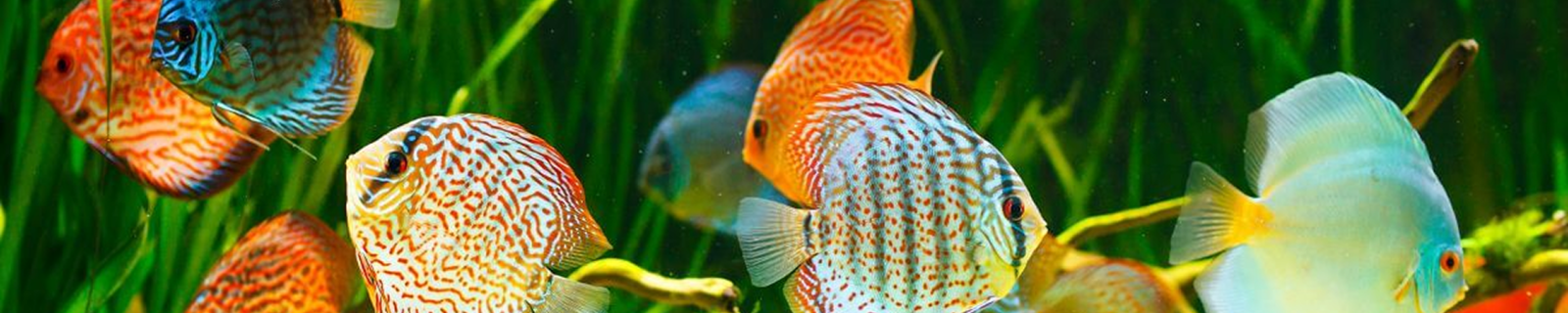 Peces y Acuáticos