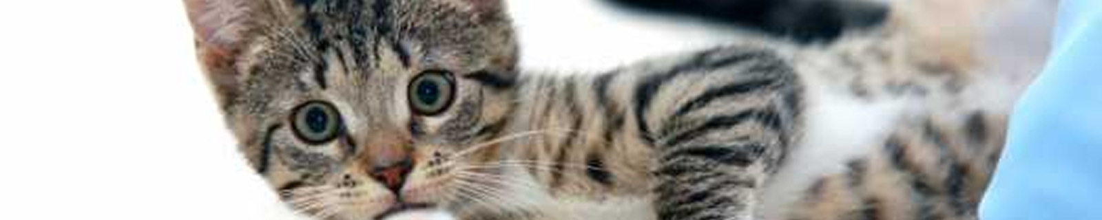 Gatos