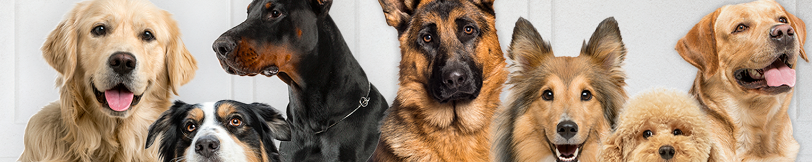 Perros