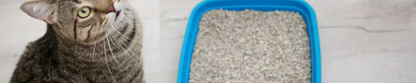Arena para Gatos
